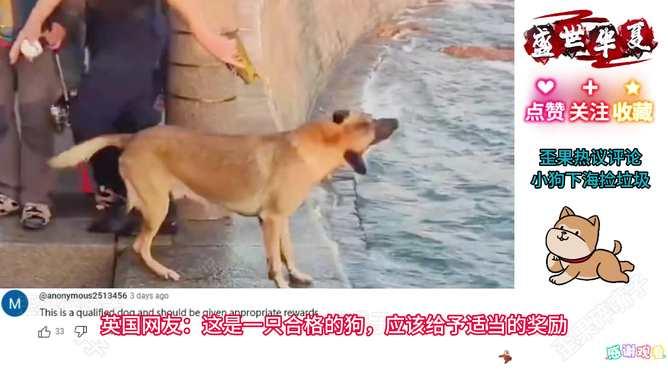 狗什么网站在线视频,狗什么网站在线视频深度解析